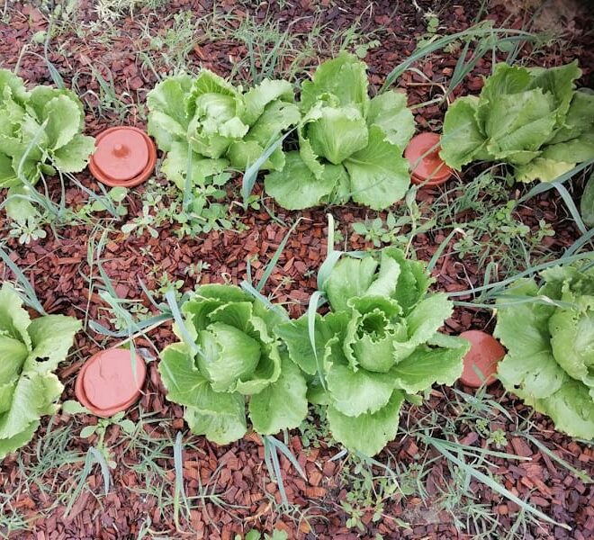 “Não é a gravidade que manda, é a planta”: a rega ancestral que pode poupar até 70% de água