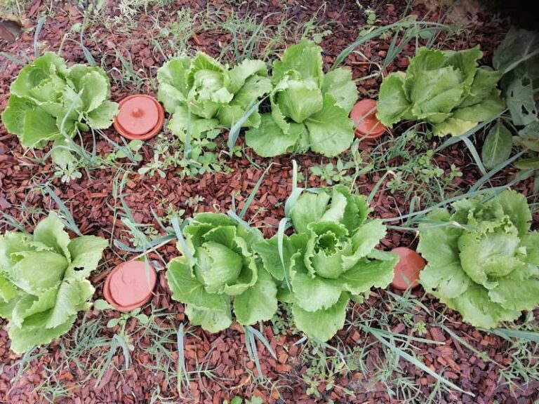 “Não é a gravidade que manda, é a planta”: a rega ancestral que pode poupar até 70% de água